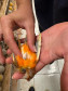 PCPR resgata ao menos 5 mil aves e prende homens por maus tratos aos animais em Arapongas