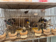 PCPR resgata ao menos 5 mil aves e prende homens por maus tratos aos animais em Arapongas