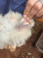 PCPR resgata ao menos 5 mil aves e prende homens por maus tratos aos animais em Arapongas
