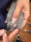 PCPR resgata ao menos 5 mil aves e prende homens por maus tratos aos animais em Arapongas