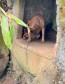 PCPR prende casal e resgata animais em situação de maus-tratos em canil clandestino em Antonina