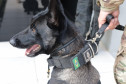PCPR forma sete condutores em Curso de Operações Policiais com Cães