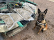 Celebrando 14 anos de atuação, Núcleo de Operações com Cães gerou prejuízo de R$ 61,3 milhões ao crime em 2025