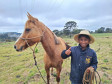 PCPR ajuda menino a encontrar sua égua em Palmas