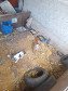 PCPR resgata onze cachorro em situação de maus tratos em Piraí do Sul
