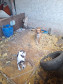 PCPR resgata onze cachorro em situação de maus tratos em Piraí do Sul