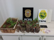 PCPR e PMPR prendem em flagrante homem por tráfico de drogas em Nova Olímpia