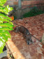 PCPR resgata quatro cães vítimas de maus-tratos em Francisco Beltrão