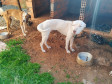 PCPR resgata quatro cães vítimas de maus-tratos em Francisco Beltrão