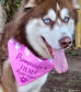 PCPR realizou operação a fim de encontrar Maya uma husky desaparecida em Araucária