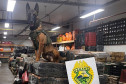 PCPR e PMPR apreendem quase 150 toneladas de drogas com apoio de cães em 2025