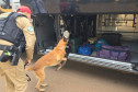 PCPR e PMPR apreendem quase 150 toneladas de drogas com apoio de cães em 2025