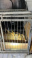 PCPR prende homem em flagrante por maus-tratos a animais em Rio Branco do Sul 
