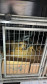 PCPR prende homem em flagrante por maus-tratos a animais em Rio Branco do Sul 