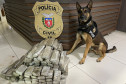 PCPR inspira criação de data oficial em homenagem aos cães operacionais da segurança pública 