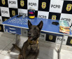 PCPR e PMPR prendem cinco pessoas durante operação deflagrada contra o tráfico de drogas no Oeste 