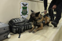 PCPR inspira criação de data oficial em homenagem aos cães operacionais da segurança pública 
