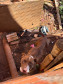 PCPR prende homem por maus-tratos a animal em Tibagi