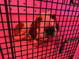 PCPR prende 23 suspeitos por caça de animais silvestres no Paraná, Santa Catarina e Mato Grosso