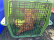 PCPR prende 23 suspeitos por caça de animais silvestres no Paraná, Santa Catarina e Mato Grosso