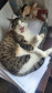 PCPR adota gatos que atuam como apoio emocional em Delegacia da Mulher em Araucária