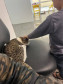 PCPR adota gatos que atuam como apoio emocional em Delegacia da Mulher em Araucária