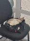PCPR adota gatos que atuam como apoio emocional em Delegacia da Mulher em Araucária