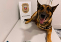 K9 Raio retorna a operações da PCPR após aposentadoria para tratamento contra câncer