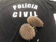 PCPR prende duas pessoas por crime ambiental