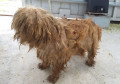 PCPR recupera cão em situação de maus-tratos no Pilarzinho