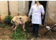 PCPR prende mulher por maus a cachorro no bairro Fazendinha