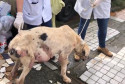 PCPR prende mulher por maus a cachorro no bairro Fazendinha