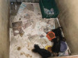 PCPR prende suspeita de manter canil clandestino no bairro Xaxim