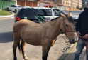 PCPR prende homem por maltratar cavalo em Curitiba