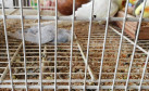 PCPR prende suspeito por maus-tratos de animais em Colombo