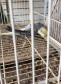 PCPR prende suspeito por maus-tratos de animais em Colombo