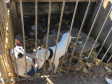 PCPR prende suspeito de manter cães em extremas situações de maus-tratos