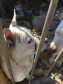 PCPR prende suspeito de manter cães em extremas situações de maus-tratos