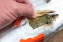 PCPR apreende cerca de 7,7 toneladas de maconha em quatro dias