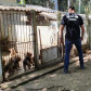 PCPR fecha canil clandestino e resgata 46 cães de raça em Curitiba