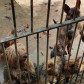 PCPR fecha canil clandestino e resgata 46 cães de raça em Curitiba