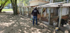 PCPR fecha canil clandestino e resgata 46 cães de raça em Curitiba