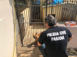PCPR autua proprietário de canil com 82 cães em situação de maus tratos na RMC