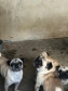 PCPR autua proprietário de canil com 82 cães em situação de maus tratos na RMC