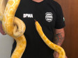 PCPR apreende cobra Píton de 3 metros em Curitiba