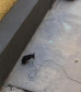 PCPR autua homem suspeitos de maus tratos a dois cães em Curitiba