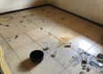 PCPR interdita aviário com 167 animais em situação de maus-tratos na RMC