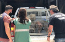 PCPR interdita aviário com 167 animais em situação de maus-tratos na RMC
