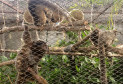 PCPR prende homem por manter ilegalmente macacos saguis em cativeiro na Capital