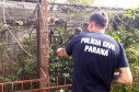 PCPR prende homem por manter ilegalmente macacos saguis em cativeiro na Capital